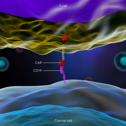 A computer-generated image illustrating the chimeric antigen receptor interacting with a lymphoma cancer cell. This is the active mechanism of CAR-T cell therapies.