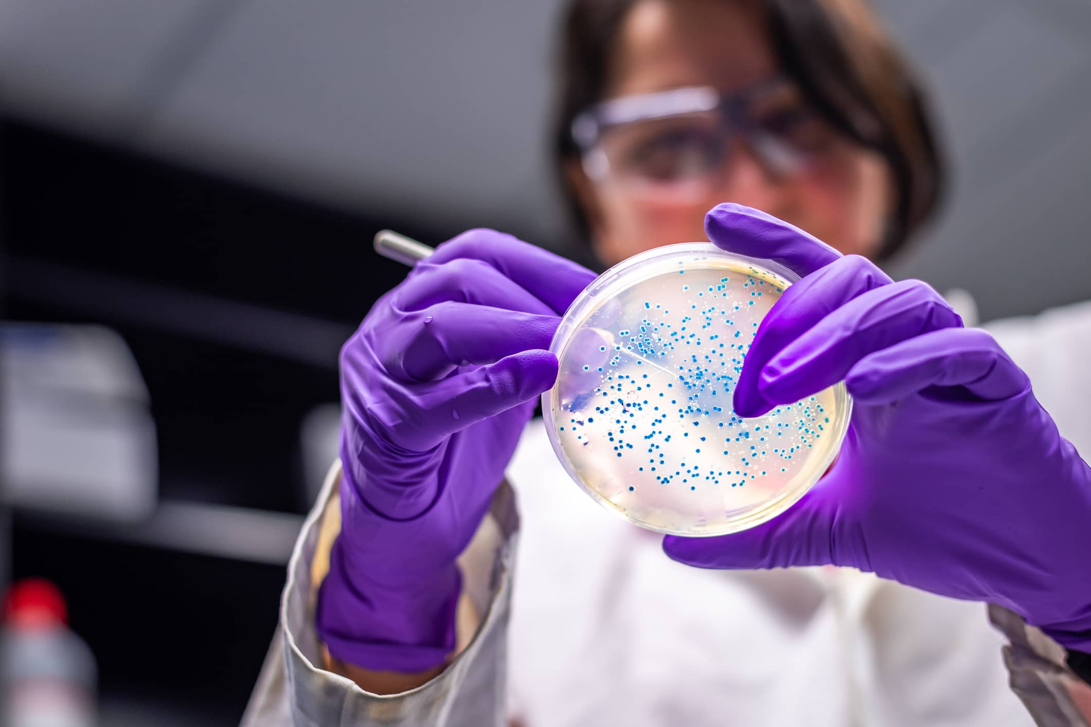 Scientist in microbiology laboratory working with E coli culture