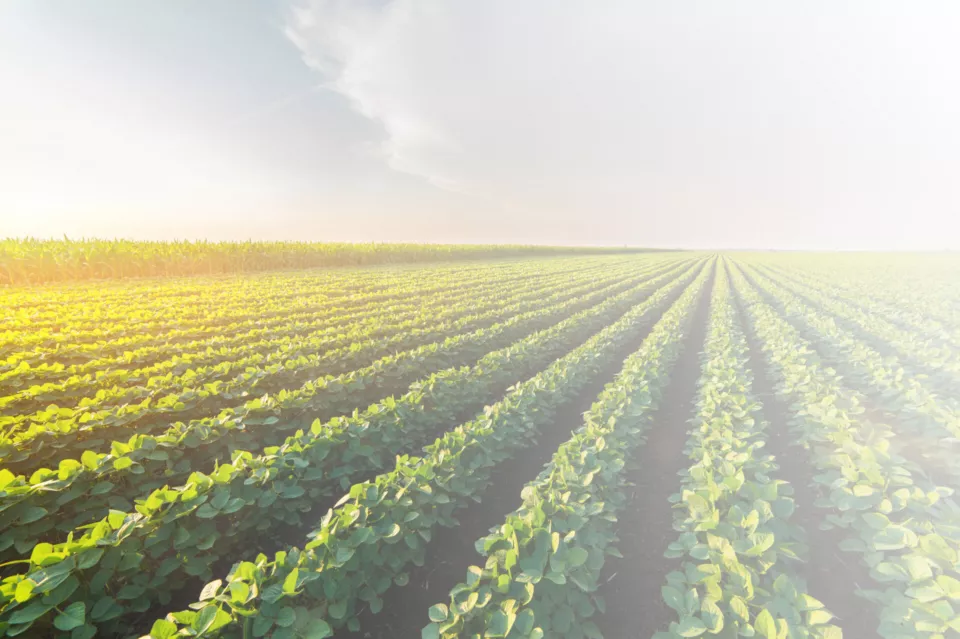 Agricultural soy plantation on sunny day - Green growing soybeans plant against sunlight