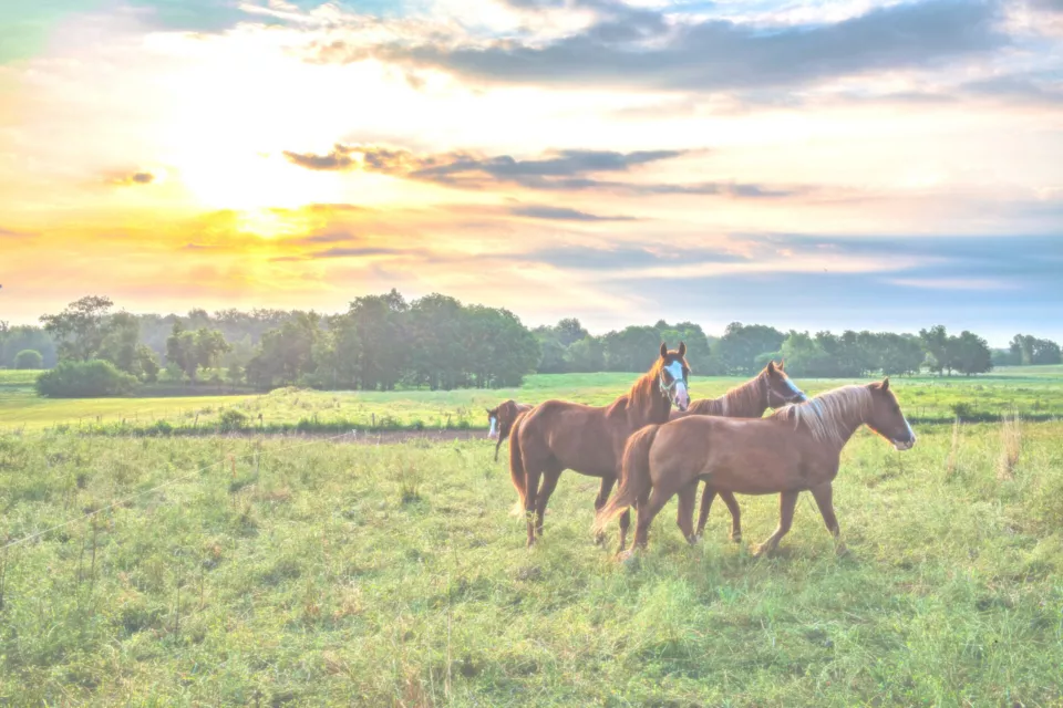 Horses in Pasture at Sunup