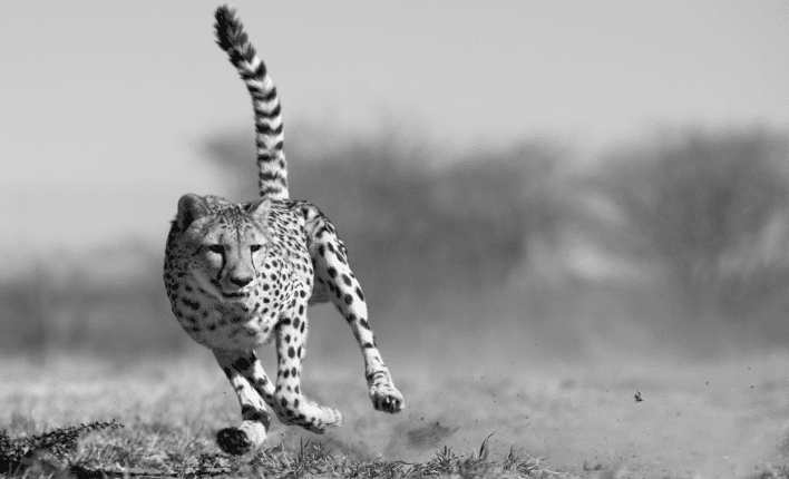 Cheetah running: Get an agile focus on your customers in 8 steps